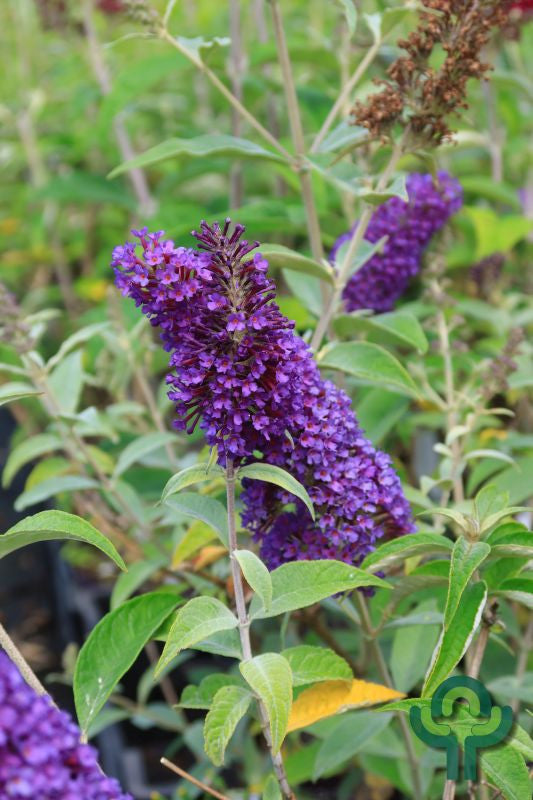 Buddleja davidii 'Psychedelic Sky'