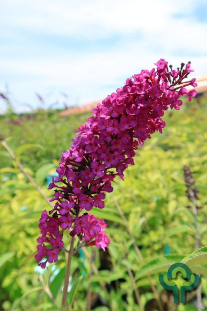 Buddleja davidii 'Royal Red'