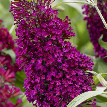 Buddleja davidii 'Sugar Plum'