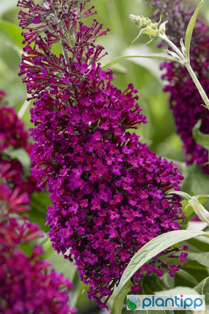 Buddleja davidii 'Sugar Plum'