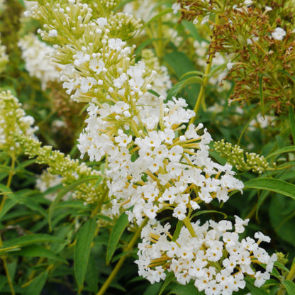 Buddleja davidii 'White Profusion'