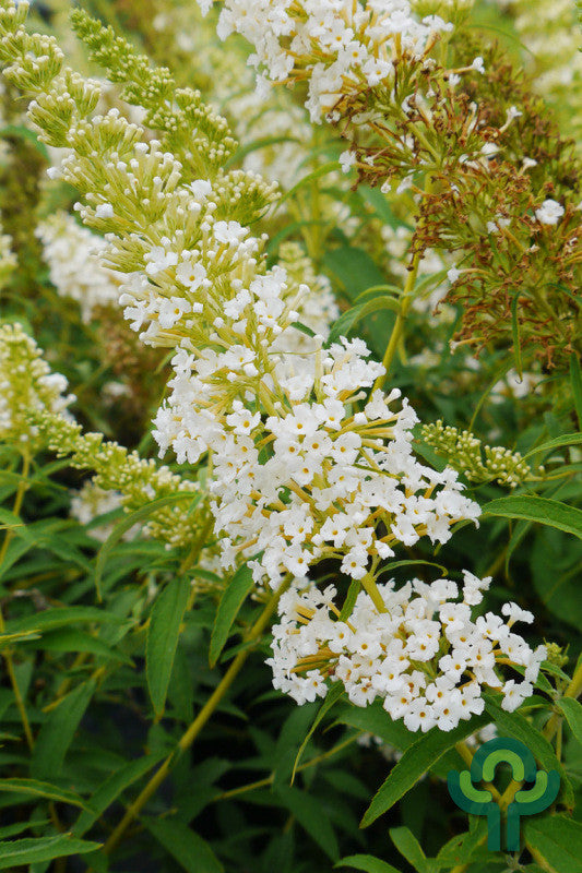 Buddleja davidii 'White Profusion'