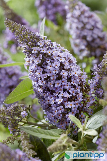 Buddleja davidii Butterfly Candy Lila Sweetheart ®