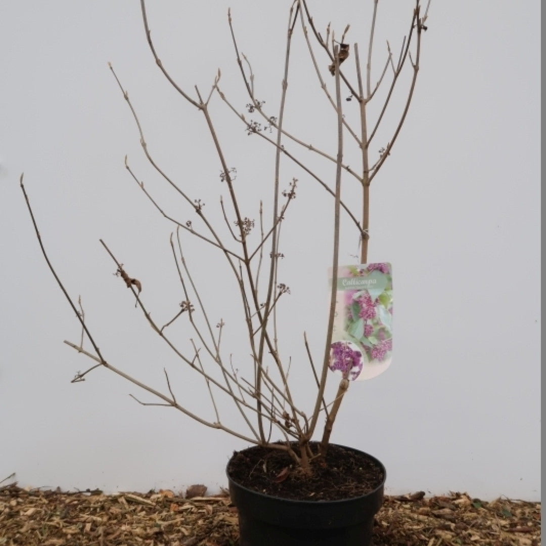 Callicarpa bodinieri 'Autumn Glory'