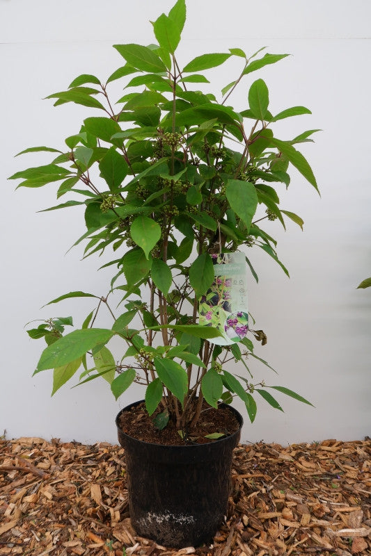 Callicarpa bodinieri 'Autumn Glory'