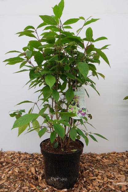 Callicarpa bodinieri 'Autumn Glory'