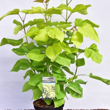 Catalpa bignonioides 'Aurea'