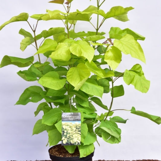 Catalpa bignonioides 'Aurea'