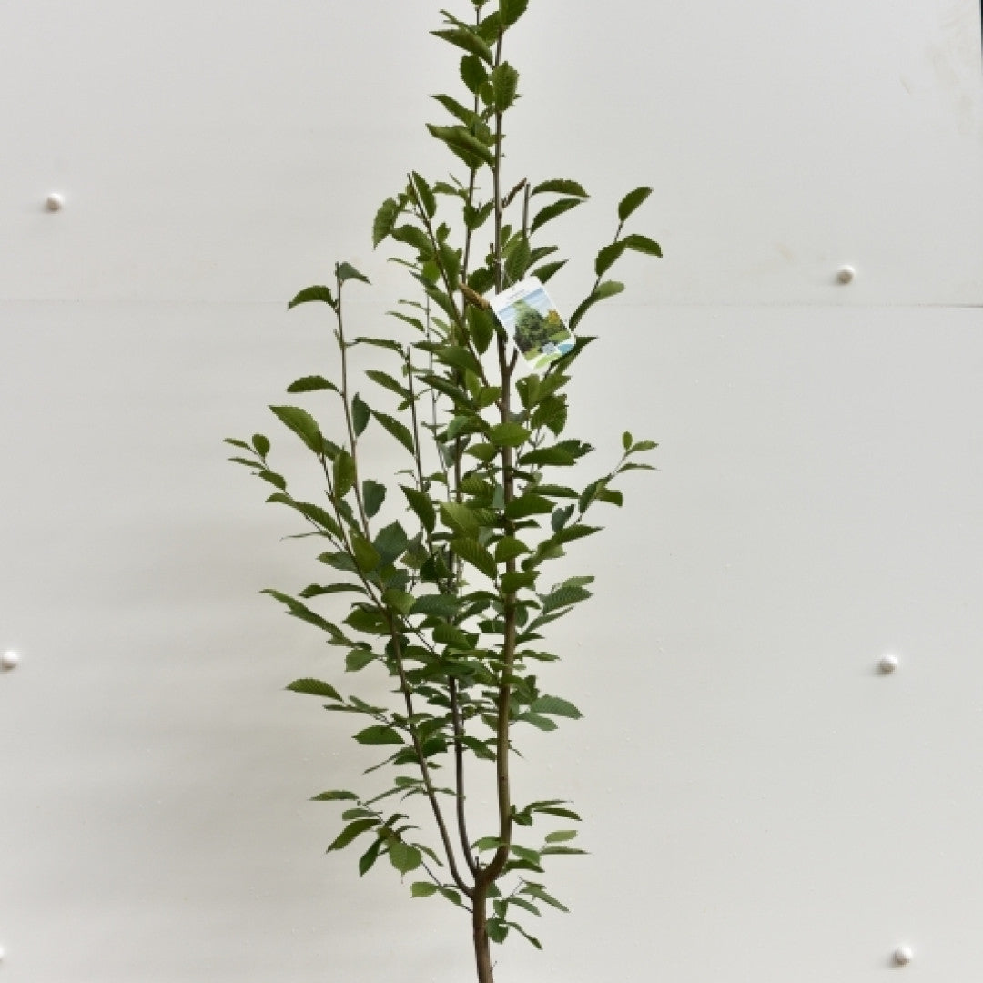 Carpinus betulus 'Fastigiata'