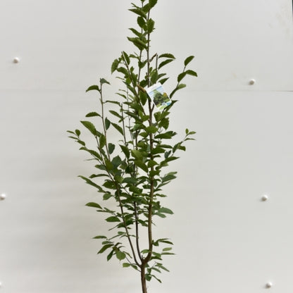 Carpinus betulus 'Fastigiata'