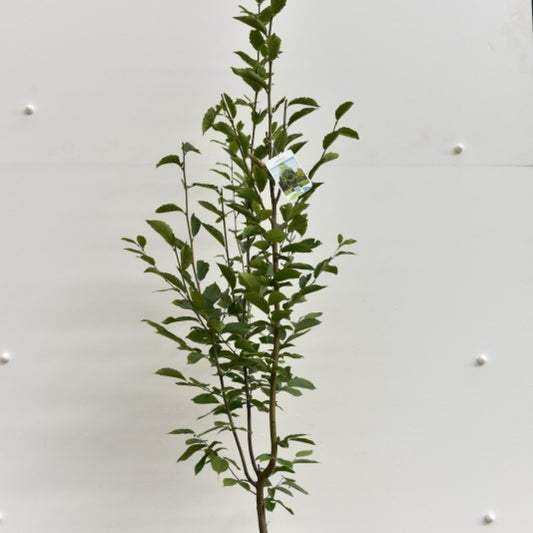 Carpinus betulus 'Fastigiata'