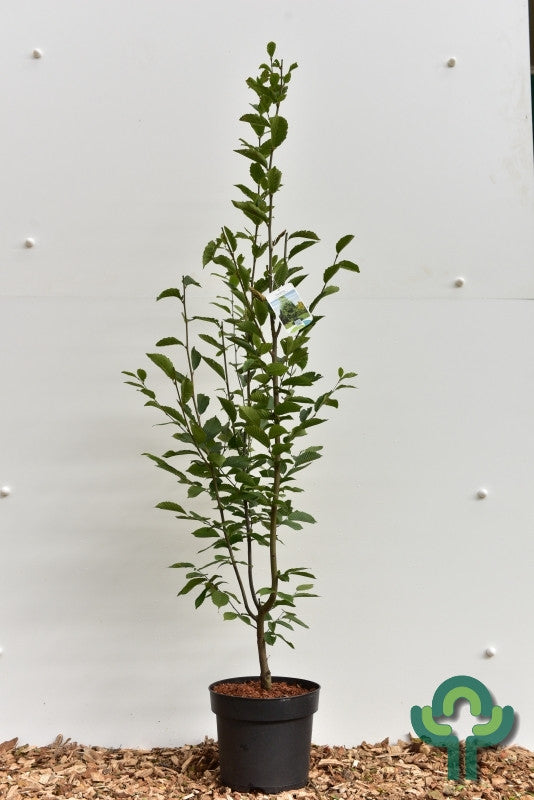 Carpinus betulus 'Fastigiata'