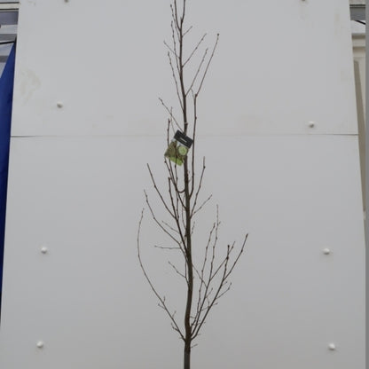 Carpinus betulus 'Fastigiata'