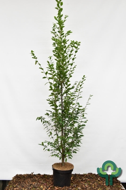 Carpinus betulus 'Fastigiata'