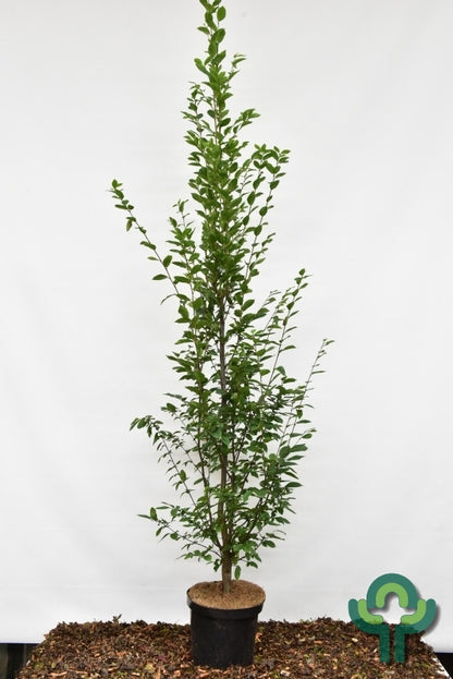 Carpinus betulus 'Fastigiata'
