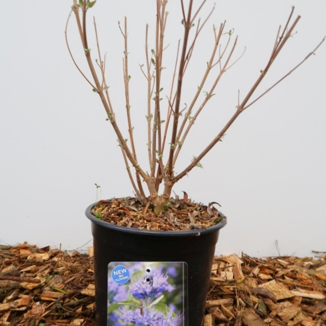 Caryopteris clandonensis 'Blue Empire'