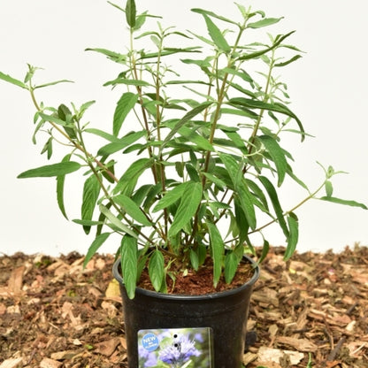 Caryopteris clandonensis 'Blue Empire'