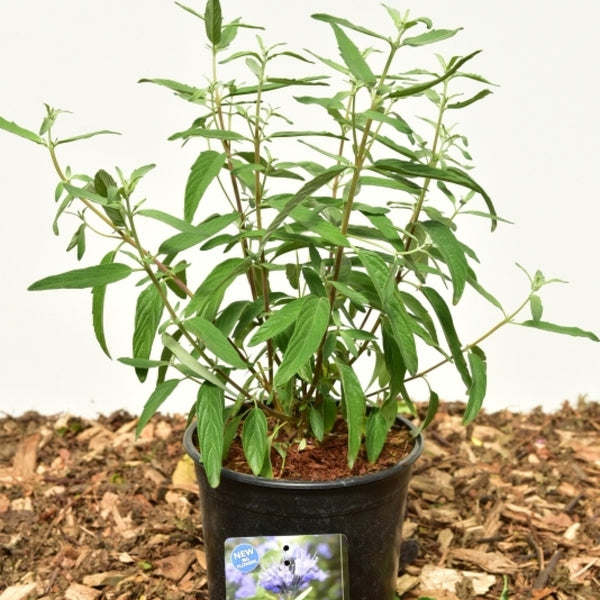 Caryopteris clandonensis 'Blue Empire'