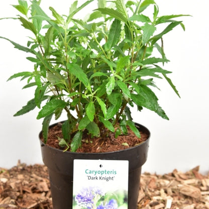 Caryopteris clandonensis 'Dark Knight'
