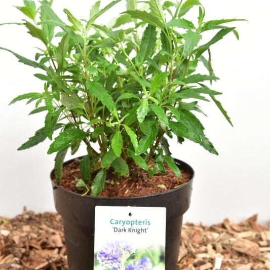 Caryopteris clandonensis 'Dark Knight'