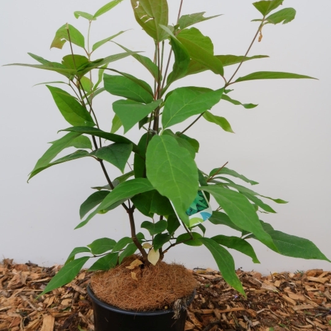 Calycanthus floridus
