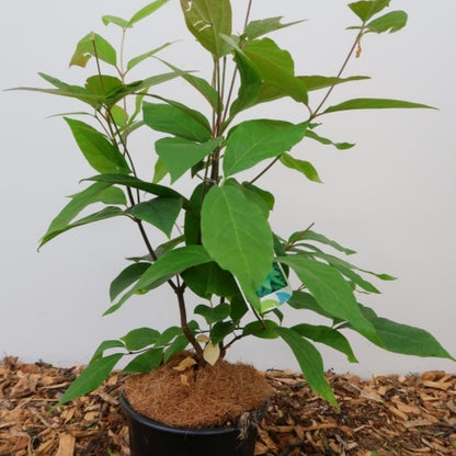 Calycanthus floridus