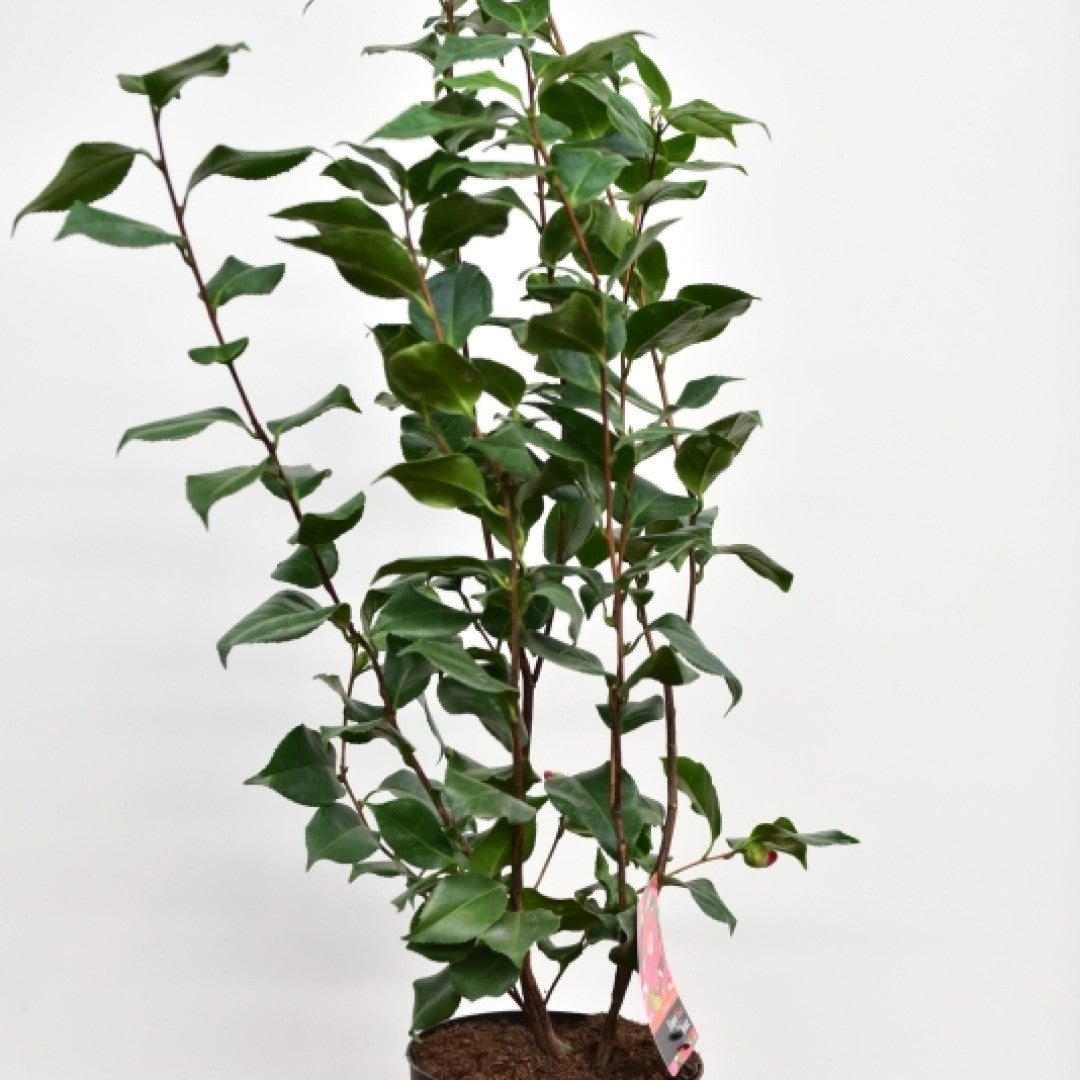 Camellia japonica 'Dr. King'