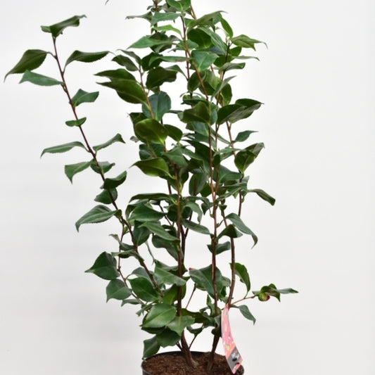 Camellia japonica 'Dr. King'