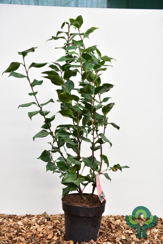 Camellia japonica 'Dr. King'