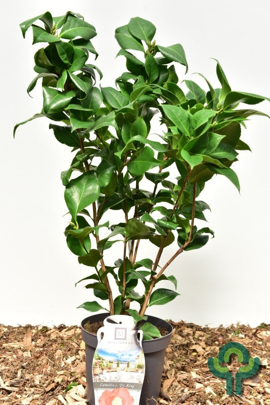 Camellia japonica in soorten / kleuren