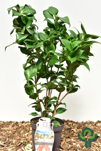 Camellia japonica in soorten / kleuren