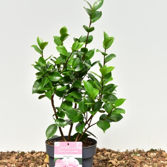 Camellia japonica in soorten / kleuren