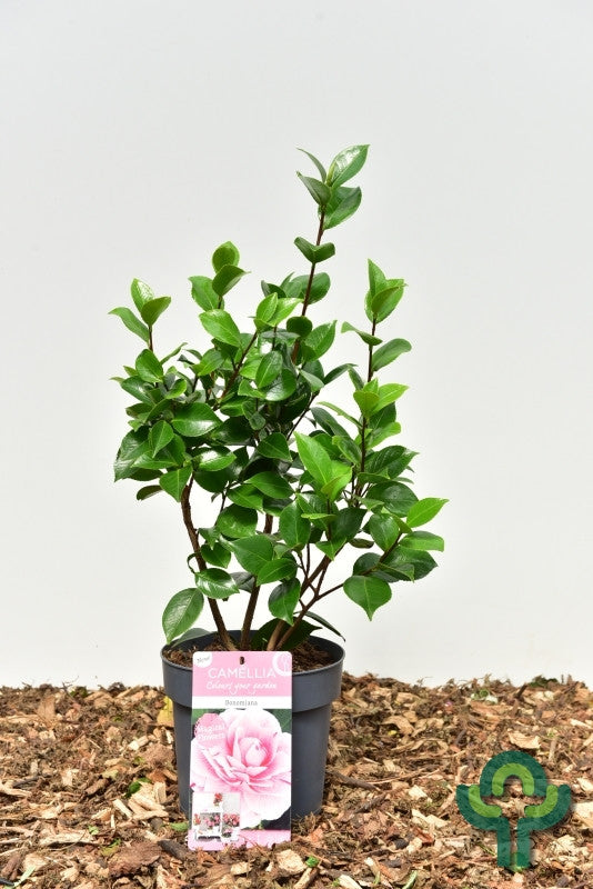 Camellia japonica in soorten / kleuren