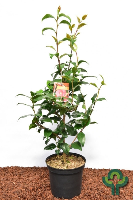 Camellia japonica in soorten / kleuren