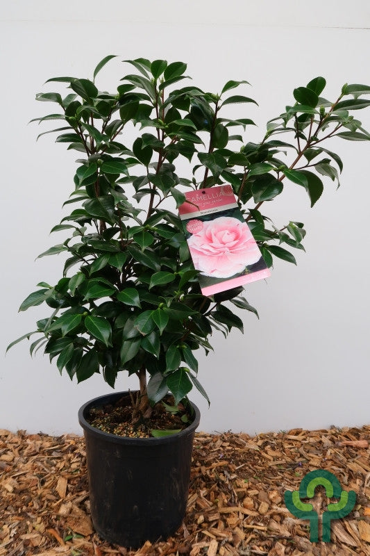 Camellia japonica in soorten / kleuren