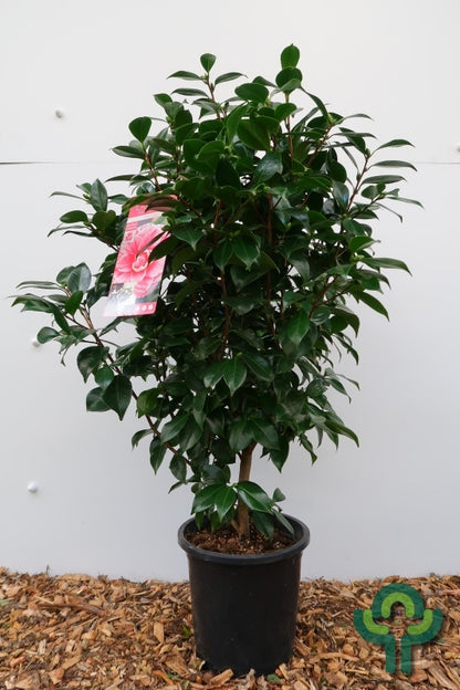 Camellia japonica in soorten / kleuren
