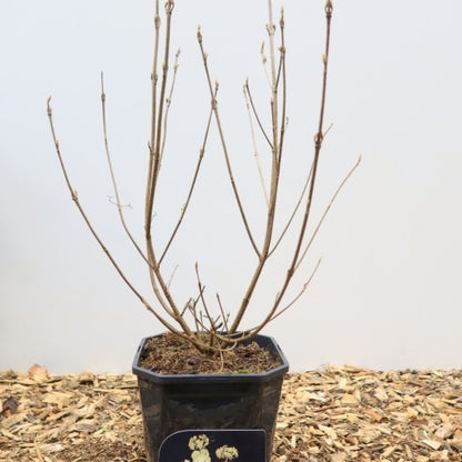 Callicarpa bodinieri 'Magical® Snowqueen'