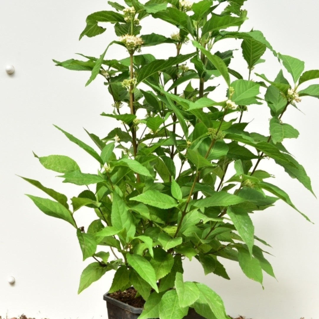 Callicarpa bodinieri 'Magical® Snowqueen'