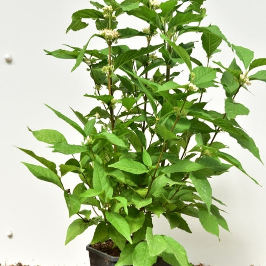 Callicarpa bodinieri 'Magical® Snowqueen'