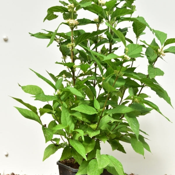 Callicarpa bodinieri 'Magical® Snowqueen'