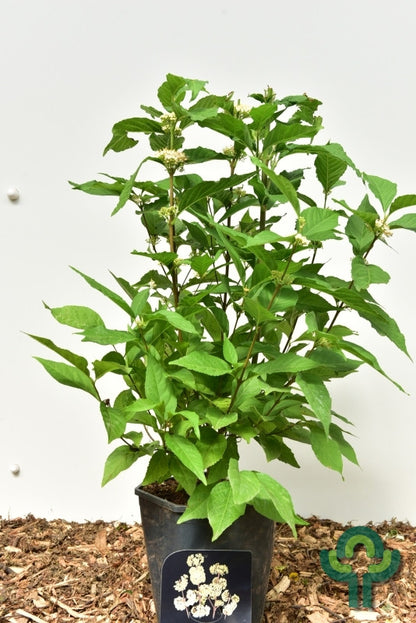Callicarpa bodinieri 'Magical® Snowqueen'