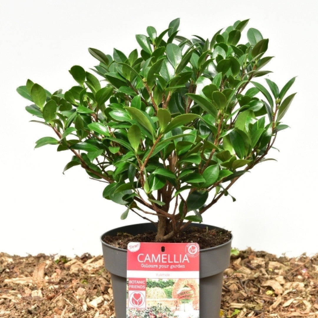 Camellia sasanqua in soorten / kleuren
