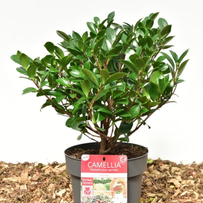 Camellia sasanqua in soorten / kleuren