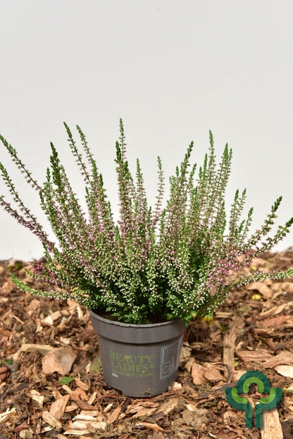 Calluna vulgaris 'Beauty Ladies'