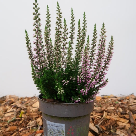 Calluna vulgaris 'Beauty Ladies'