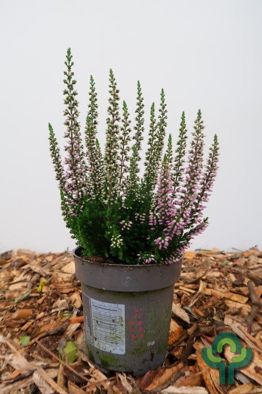 Calluna vulgaris 'Beauty Ladies'