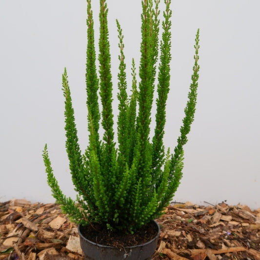 Calluna vulgaris 'Beauty Ladies Skyline'