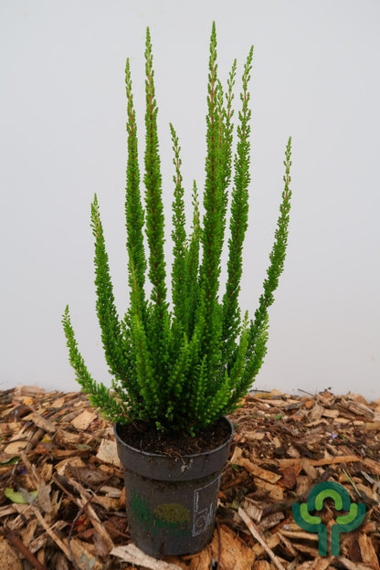 Calluna vulgaris 'Beauty Ladies Skyline'