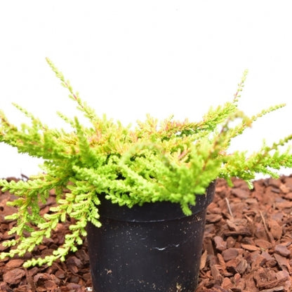 Calluna vulgaris in soorten