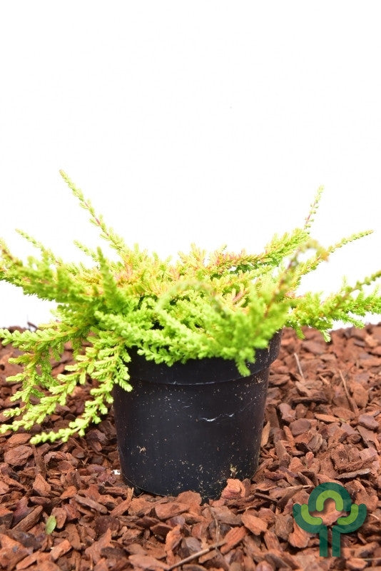 Calluna vulgaris in soorten